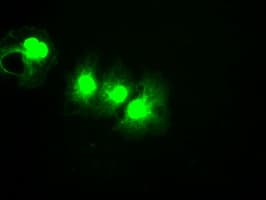 CYPOR / POR Antibody (clone OTI3H10)