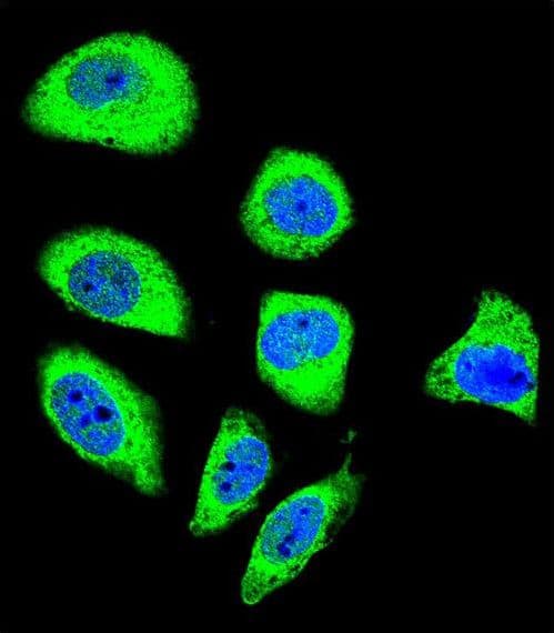 Polyclonal Rabbit anti-Human PCDHGA8 Antibody (aa781-808, IHC, IF, WB)