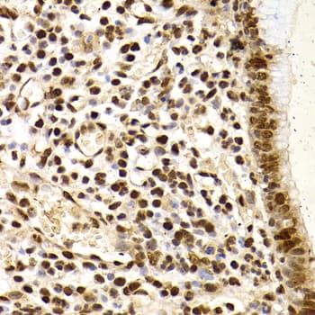XRCC4 Antibody