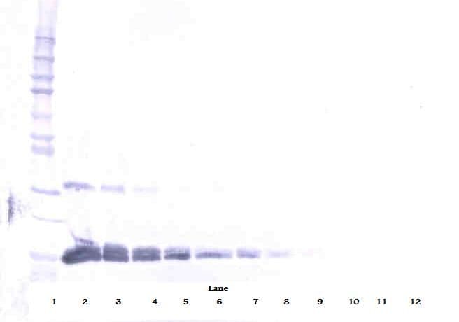 VEGFA / VEGF Antibody (Biotin)