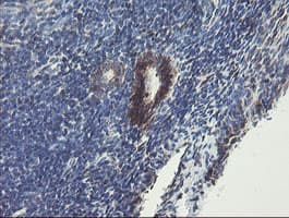 Monoclonal Mouse anti-Human TMEM173 / STING Antibody (clone 1A7, Carrier-free, IHC, WB)