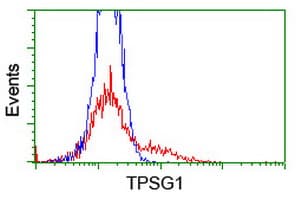 TPSG1 / Tryptase Gamma 1 Antibody (aa20-283, clone OTI1E11, Carrier-free)