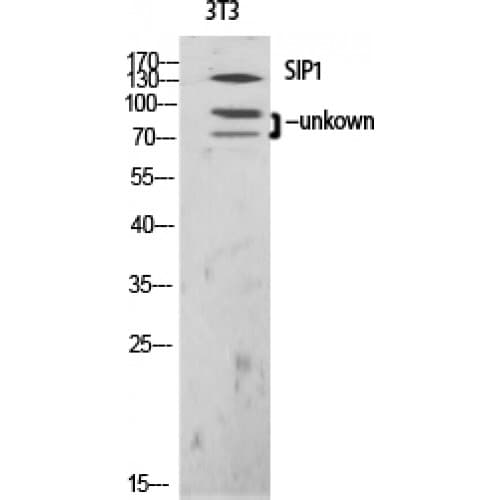ZEB2 / SIP-1 Antibody (40-120 aa, N-terminal)
