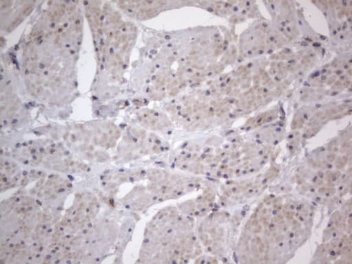 DDOST / OST48 Antibody (aa131-378, clone OTI2B4)