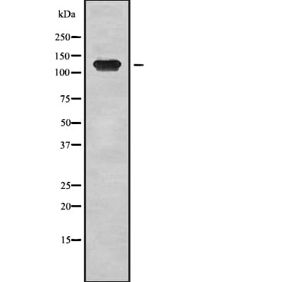 TRPM8 Antibody