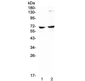 Polyclonal Rabbit anti-Human NFIA / Nuclear Factor 1 Antibody (IHC, WB)