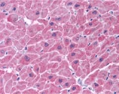 Polyclonal Rabbit anti-Human NOL3 / ARC Antibody (IHC, WB)