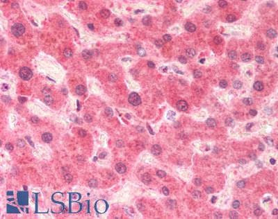 IHC-plus™ Pirin / PIR Antibody (aa2-15)