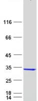 Human HsT19268 / MTHFS Protein (Recombinant Myc-DDK (Flag))