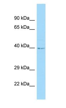 Polyclonal Rabbit anti-Human C12orf10 Antibody (N-Terminus, WB)