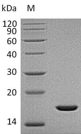 Human FGF2 / Basic FGF Protein (Recombinant)