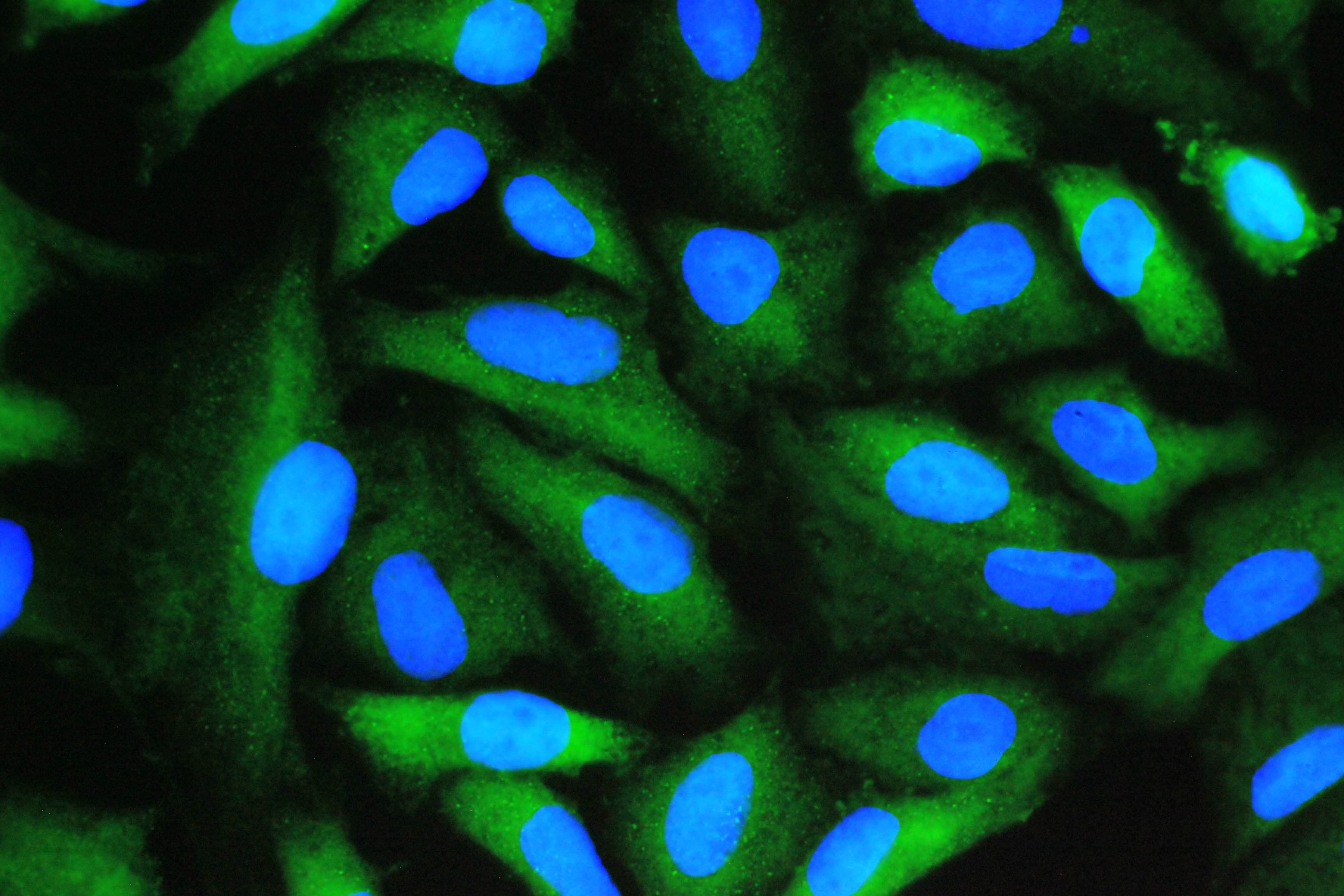 PPIA / Cyclophilin A Antibody