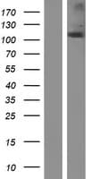 NOD2 / CARD15 Protein (Over-Expression Lysate Myc-DDK (Flag))