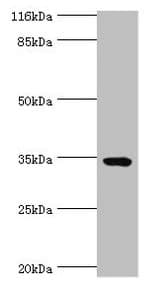 TMCO5A Antibody (Coiled-coil domain)