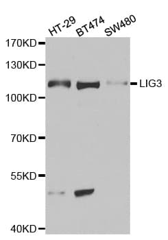 IHC-plus™ LIG3 / DNA Ligase III Antibody