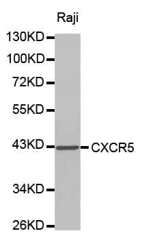 SFRS7 / 9G8 Antibody