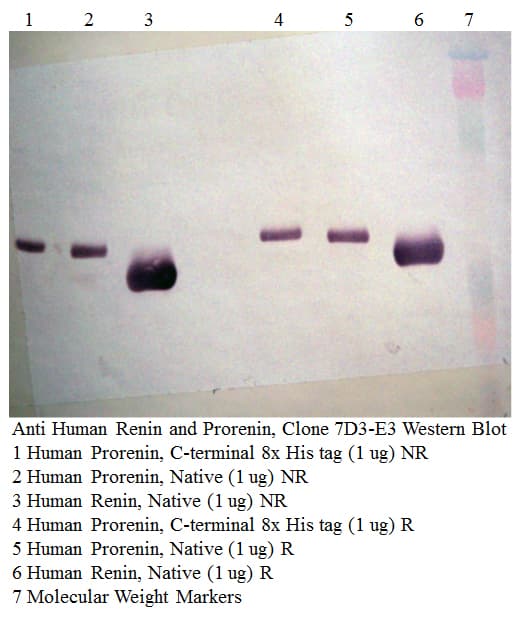 IHC-plus™ Monoclonal Mouse anti-Human REN / Renin 1 Antibody (clone 7D3-E3, IHC, WB)