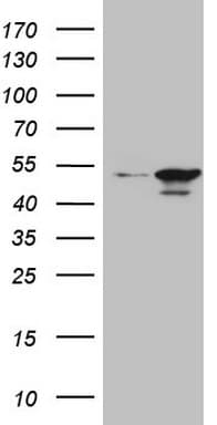 HMG20A Antibody (aa1-281, clone OTI5E4)