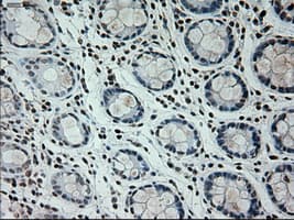 Prominin 2 / PROM2 Antibody (clone OTI6B7)