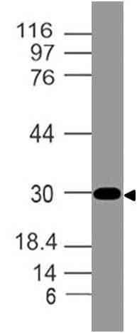 POMC / Proopiomelanocortin Antibody