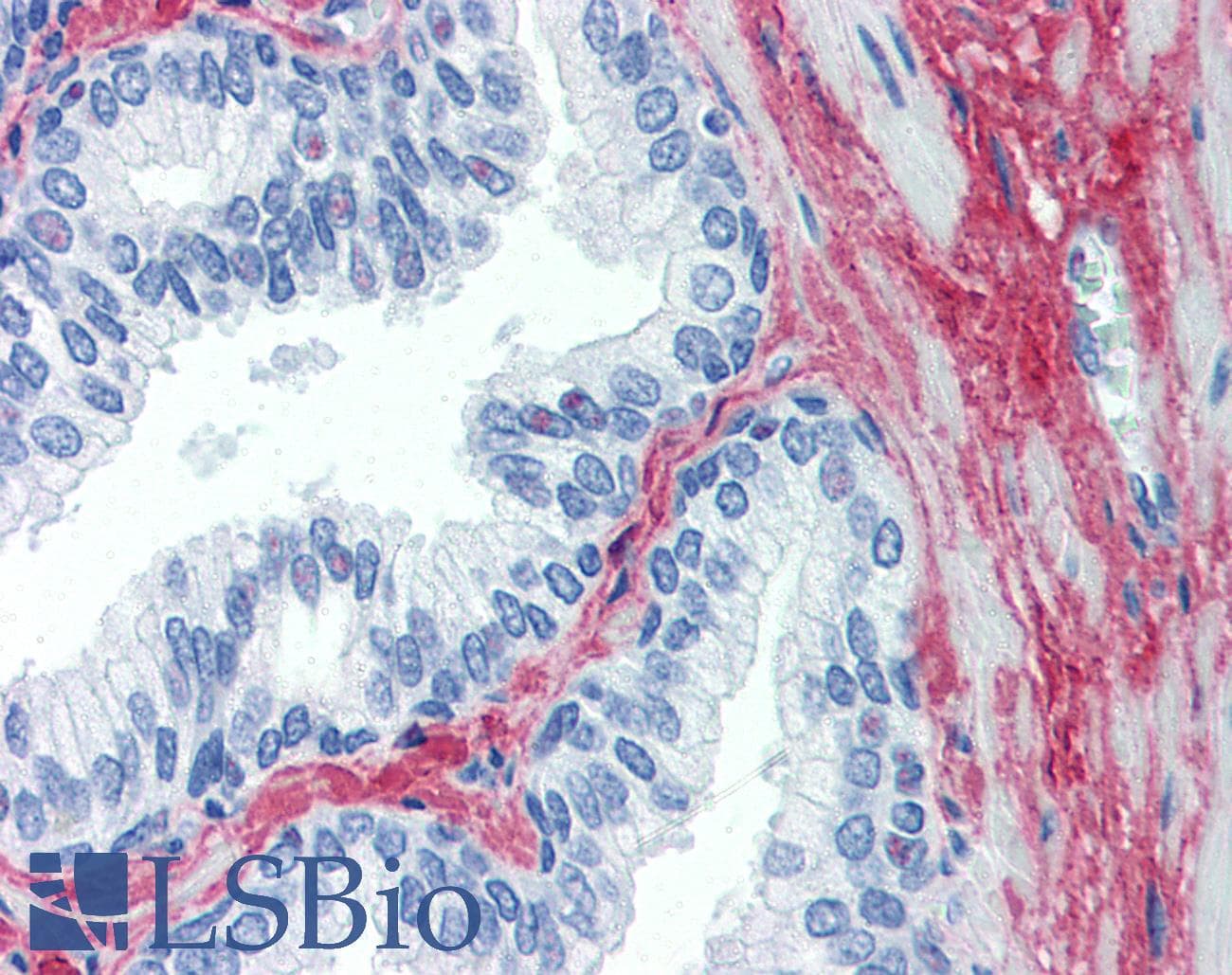 IHC-plus™ Collagen I Antibody (Biotin)