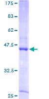 Human PTRH2 / BIT1 Protein (Recombinant GST)