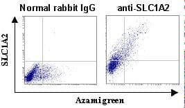 SLC1A2 / EAAT2 / GLT-1 Antibody (C-Terminus)