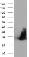 HCA557B / METTL21A Antibody (clone OTI2D3)