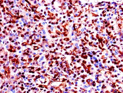 GAPDH Antibody
