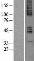 CHRM4 / M4 Protein (Over-Expression Lysate Myc-DDK (Flag))