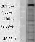 CACNA1D / Cav1.3 Antibody (aa859-875, clone S48A-9, PerCP)