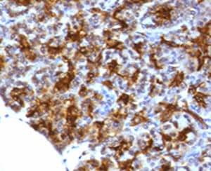 MAML3 / CAGH3 Antibody (clone MMLP3-1)