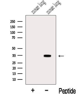 MDH / MDH2 Antibody