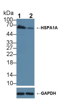 Polyclonal Rabbit anti-Human HSPA1A Antibody (aa285-641, WB)