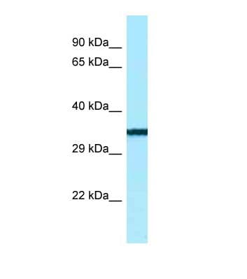 BTNL9 Antibody (aa127-176, Biotin)