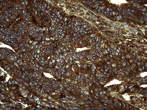 IQGAP1 Antibody (aa464-609, clone OTI6E10)