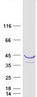 Human PLSCR4 Protein (Recombinant Myc-DDK (Flag))