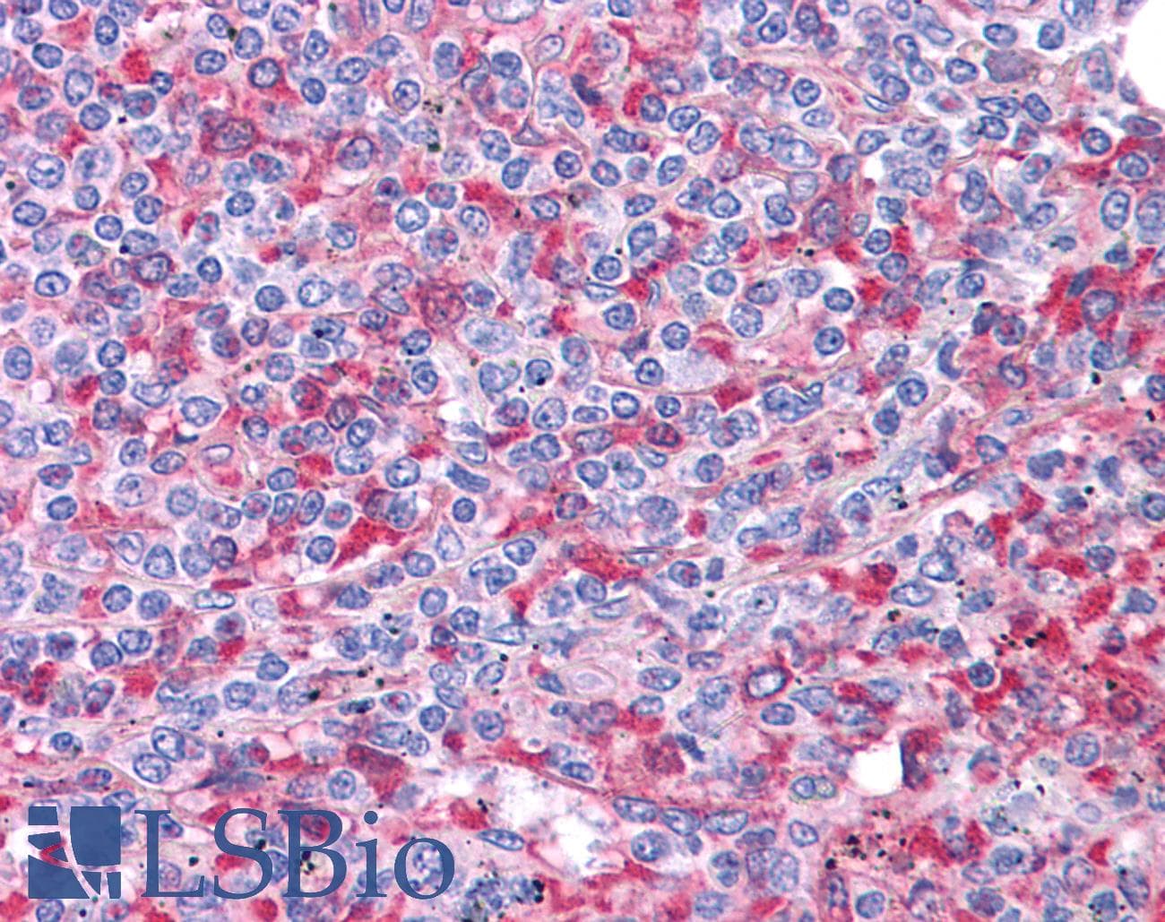 SOX2 Antibody (N-Terminus)