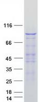 Human VAV1 / VAV Protein (Recombinant Myc-DDK (Flag))