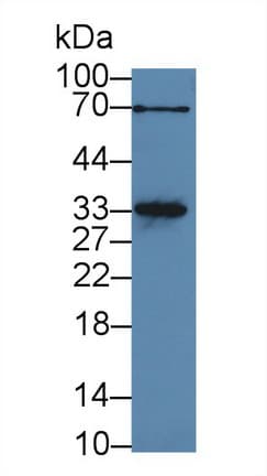 MYOG / Myogenin Antibody (aa4-219)