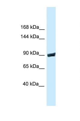 Polyclonal Rabbit anti-Mouse DNM3 / Dynamin 3 Antibody (aa746-795, WB)