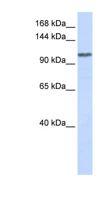 WDR63 Antibody (aa288-337)