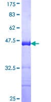 Human PRKCDBP / CAVIN3 Protein (Recombinant GST, N-terminus)