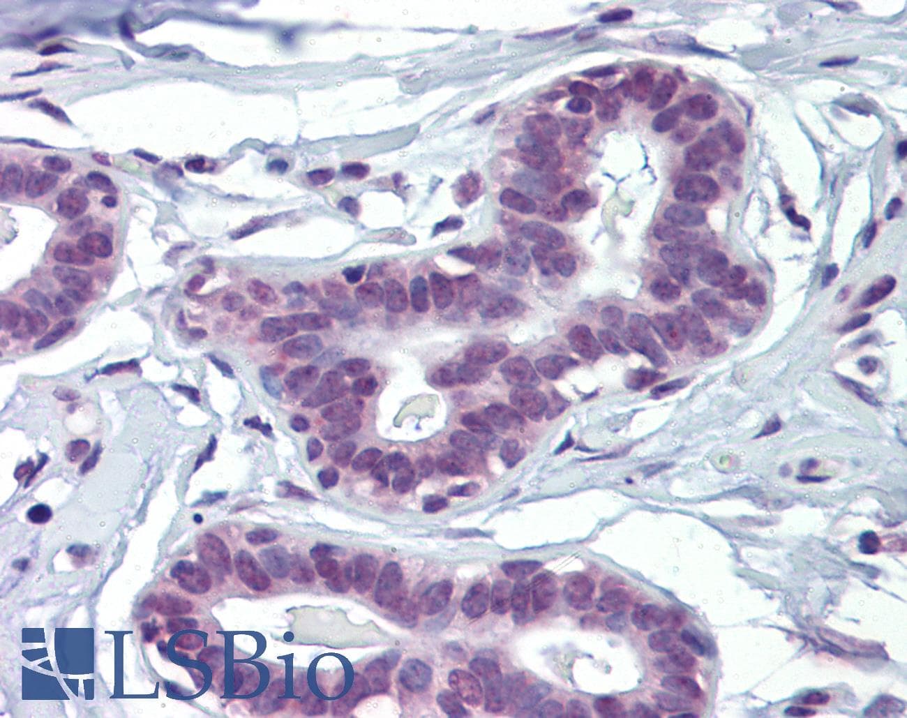 MAZ Antibody (N-Terminus)