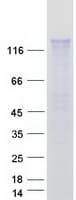 Human CLSTN2 / Calsyntenin 2 Protein (Recombinant Myc-DDK (Flag))