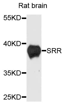SRR / Serine Racemase Antibody