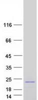 Human MAFG Protein (Recombinant Myc-DDK (Flag))