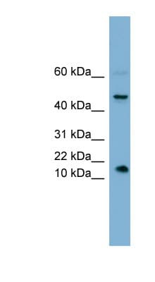 INSL5 Antibody (aa35-84)