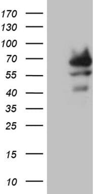 ZNF543 Antibody (clone OTI7E4)