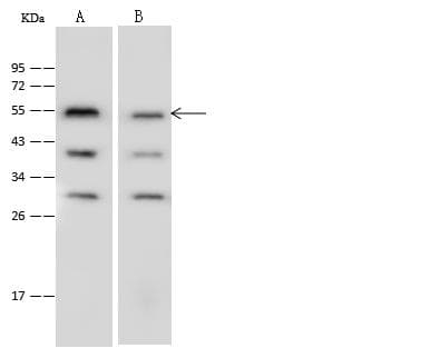 Polyclonal Rabbit anti-Human IRF3 Antibody (WB)
